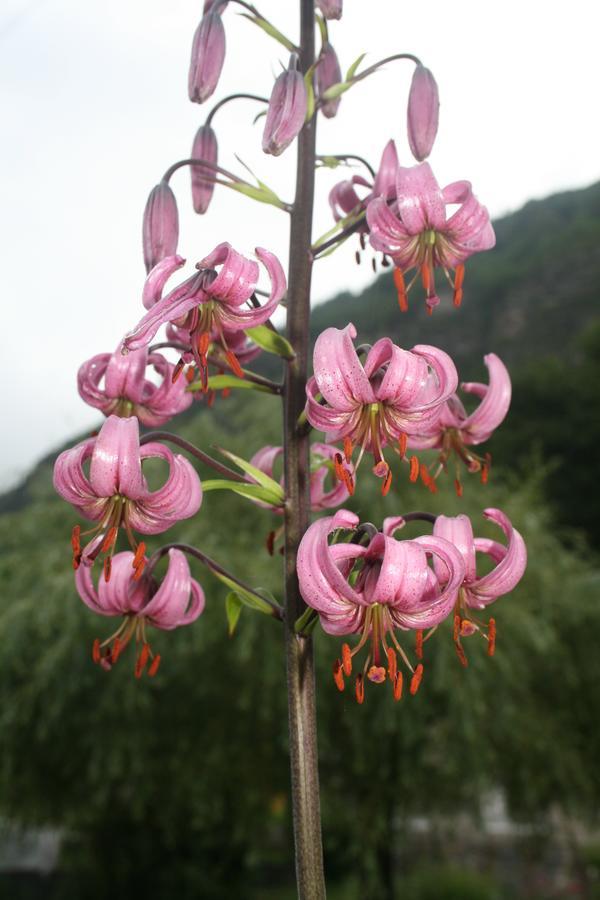 Gite Fouga 阿拉纽埃 外观 照片